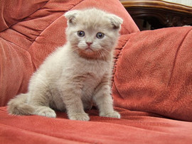 ПРОДАЮТСЯ ЩОТЛАНДСКИЕ КОТЯТА. 7