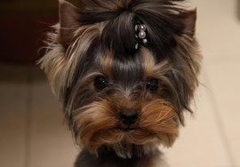 Йорк мини девочка 10мес.