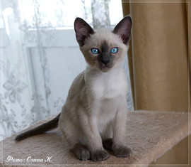 Тайский котенок Индира Магия Востока 4