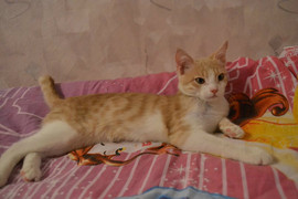 Кеша ищет хозяина! 2