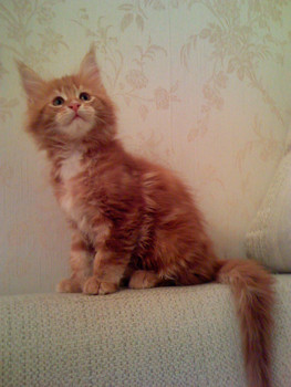 Шикарный клубный котенок 4