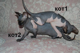 Котики Канадского сфинкса