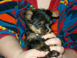 щенки йоркка