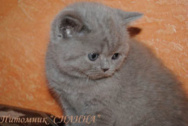 Британские котятки- милые ребятки. 7