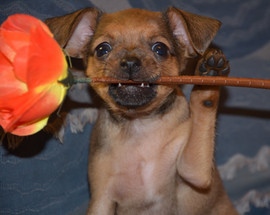 Щенки русского той-терьера с документами КРФ