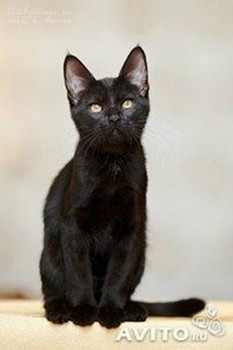 Пантера в дар!