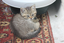 продаются британские котята 4