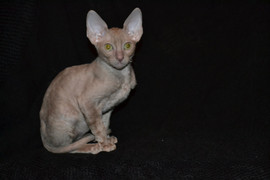 Изумительные котята корниш рекса 6