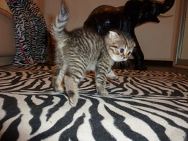 Продаю шотландских вислоухих котят 4