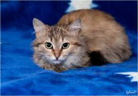 красавица Аврора ищет заботливых хозяев