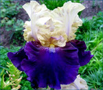 ирисы ТВ "Boysenberry Buttercup"(Lauer'1997)