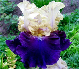 ирисы ТВ "Boysenberry Buttercup"(Lauer'1997)