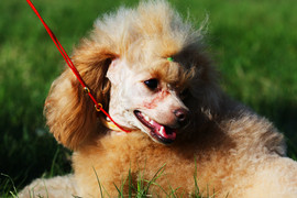 Продам щенок той пуделя