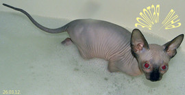 КАНАДИКАМ 2 МЕСЯЦА 4