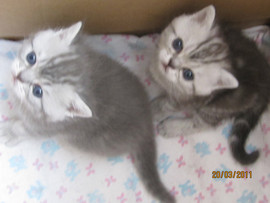 Шотландские страйт котята 4