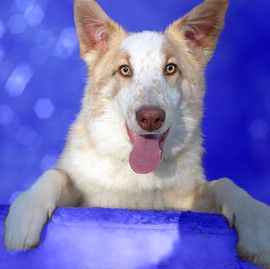 Гарольд 6 мес щенок, метис хаски – в добрые руки