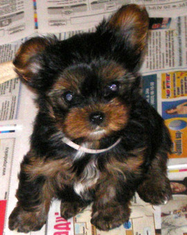 Очаровательные щенки Йоркширкского терьера