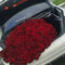 501 роза, свежие розы, бесплатная доставка Москва