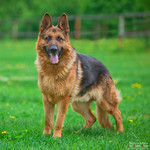 Серьезный кобель немецкой овчарки ищет хозяина