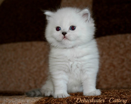 Голубоглазый блондин 3