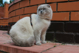 Вязка с Шотландским вислоухим котом