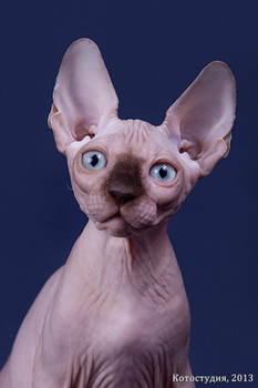 Сфинкс-восхитительный котёнок! 9
