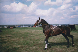 Продаётся лошадь англо-рысистой помеси Гектор-2