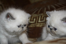 Экзотические плюшевые котята. Девочки хорошего типа, голубоглазы