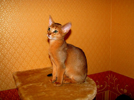 Абиссинские котята 2