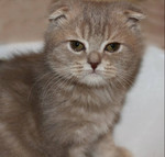 Шотландские страйт и фолд котята