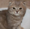 Шотландские страйт и фолд котята