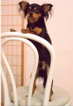 Продаётся(кобель)щенок русского той-терьера д/ш