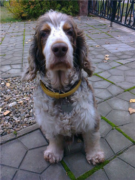 Джерри – английский спаниель в дар