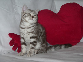 британский мраморный котенок