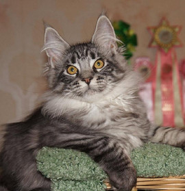 Мейн-куны котята от Чемпиона Европы