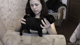 Продаются очаровательные щенки элитного черного окраса