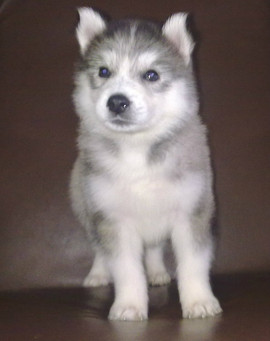 Хаски щенок продаю недорого