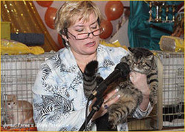 Питомник продаёт котят породы Экзотическая короткошерстная 5