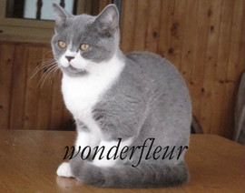 Кошечка британская продаётся