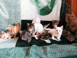 Очаровательные котята в добрые руки!