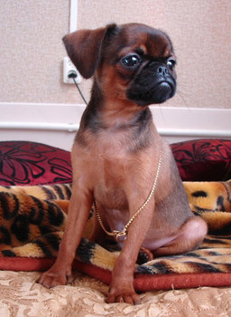 Щенки пти брабансона.