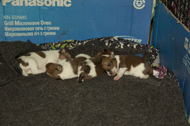 щенки жесткошерстного фокстерьера