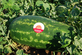 Арбуз поздний, вес 4-9 кг Поставки напрямую от производителя