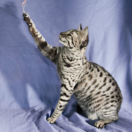 котята Саванна F3 2