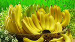 Производитель бананов ищет партнера-инвестора.