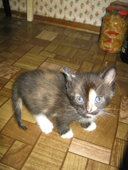 отдаем котят (безвомездно)