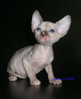 Котята канадского сфинкса 6