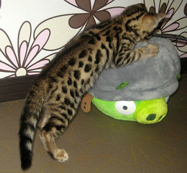 Бенгальские котята это чудо для Вас