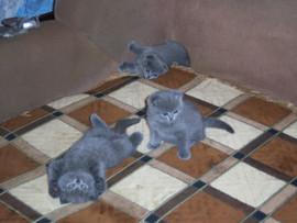 плюшевые медвежата 3