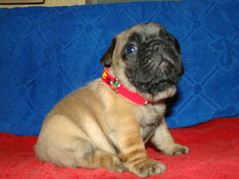 Французский бульдог высокопородные щенки